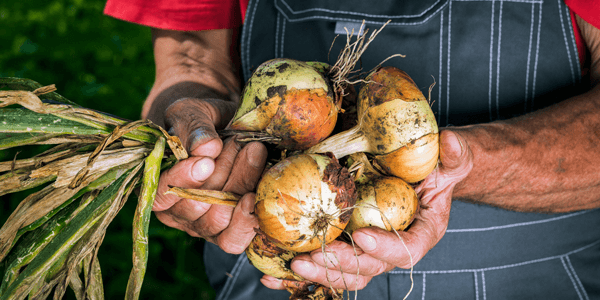 A farmer holds freshly harvested onions, representing the rural and agricultural small businesses CADDA serves across coastal Georgia and north Florida.